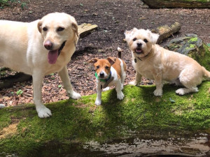 Sam with her dogs