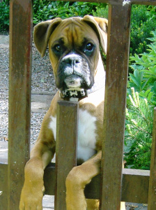 Boxer dog