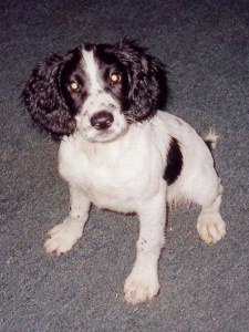 Jasmine the Springer Spaniel