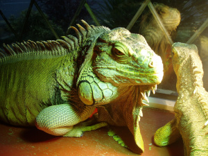 Jubjub the green iguana