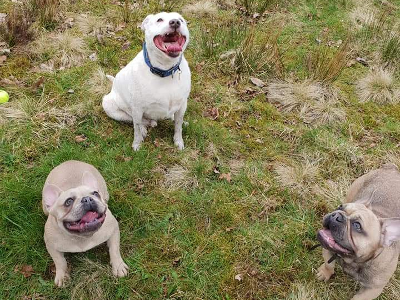 Dogs enjoying a walk