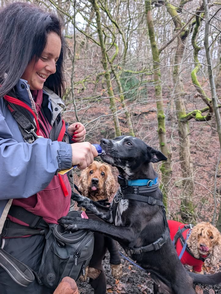 A different sort of Tongue Out Tuesday 

While Vicky has the cheese, Mialo and Chester are tongue out in anticipation of their turn 😆

Happy last Tongue Out Tuesday of our walking year!! Our leads are now being washed ready for 2026!

#tongueouttuesdays 
#walkies 
#cheeses
#treatday