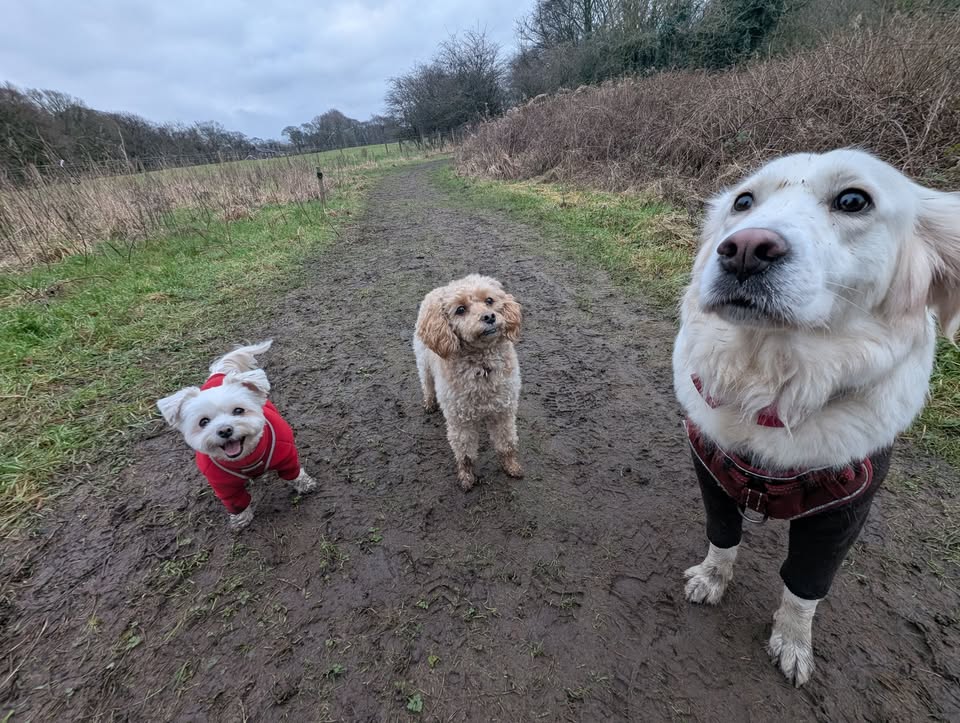 Best friends ... Our newest pup, Karen, is settling in well ❤️