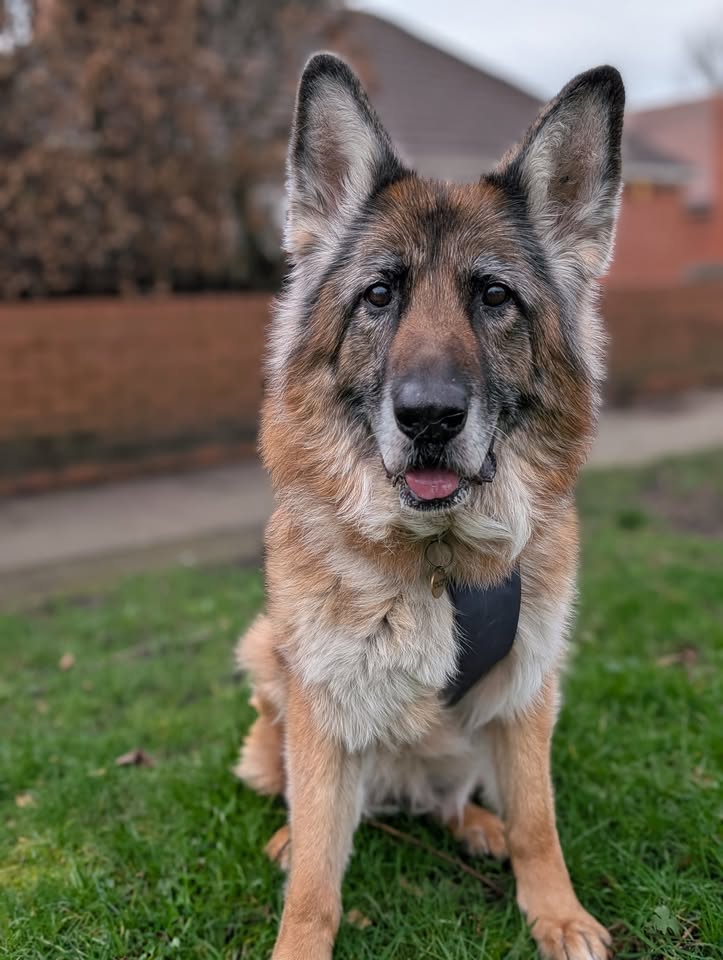 Yesterday, this gentle girl turned 13 years young. What a beautiful girl she is ❤️🐾🎂