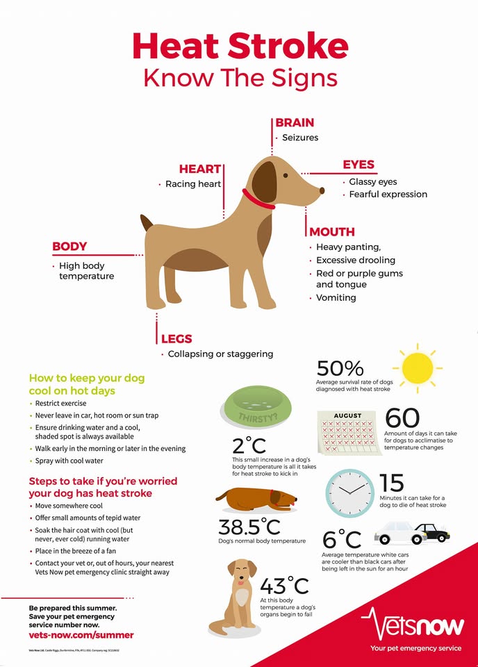 With temperatures reaching the mid thirties by Wednesday and night time temperatures not lowering much below 20°c, I just want to share this infographic.

While we will do everything we can to care for your dogs this week, it is likely to be too hot for even late morning walks. 

We will look to adjust and amend walks to ensure all dogs are cared for according to their needs and walks may become garden/toilet visits.
 
I will update daily regarding any changes required to keep your dogs safe ❤️

Much love,
Deb, Si and Sam