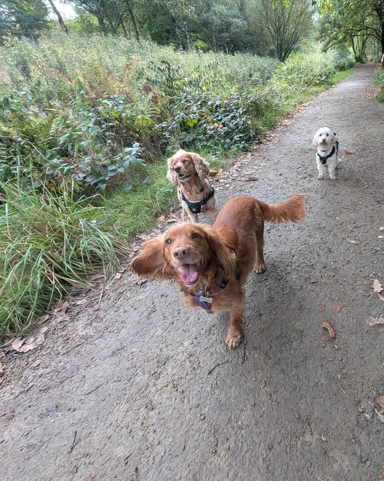 Wishing our lovely Chester (aka Slinky) a very happy 6️⃣th birthday! 🎉🥳🐾