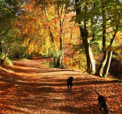 Autumn walk